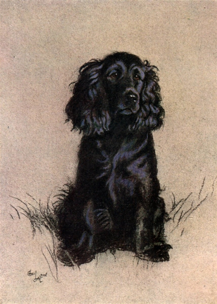 A Dozen Dogs or So - Cecil Aldin - 13 Public Domain Images | Dimensions 2442 x 3426 pixels