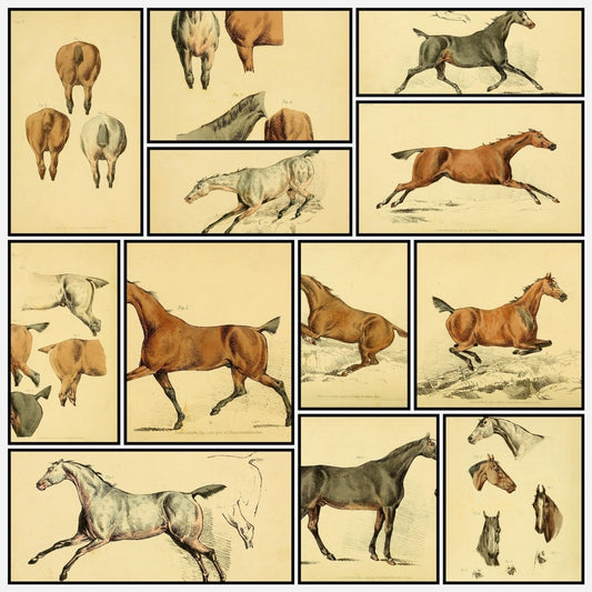 Beauties & Defects in the Horse 1816 - Henry Alken | A snapshot of some of the images