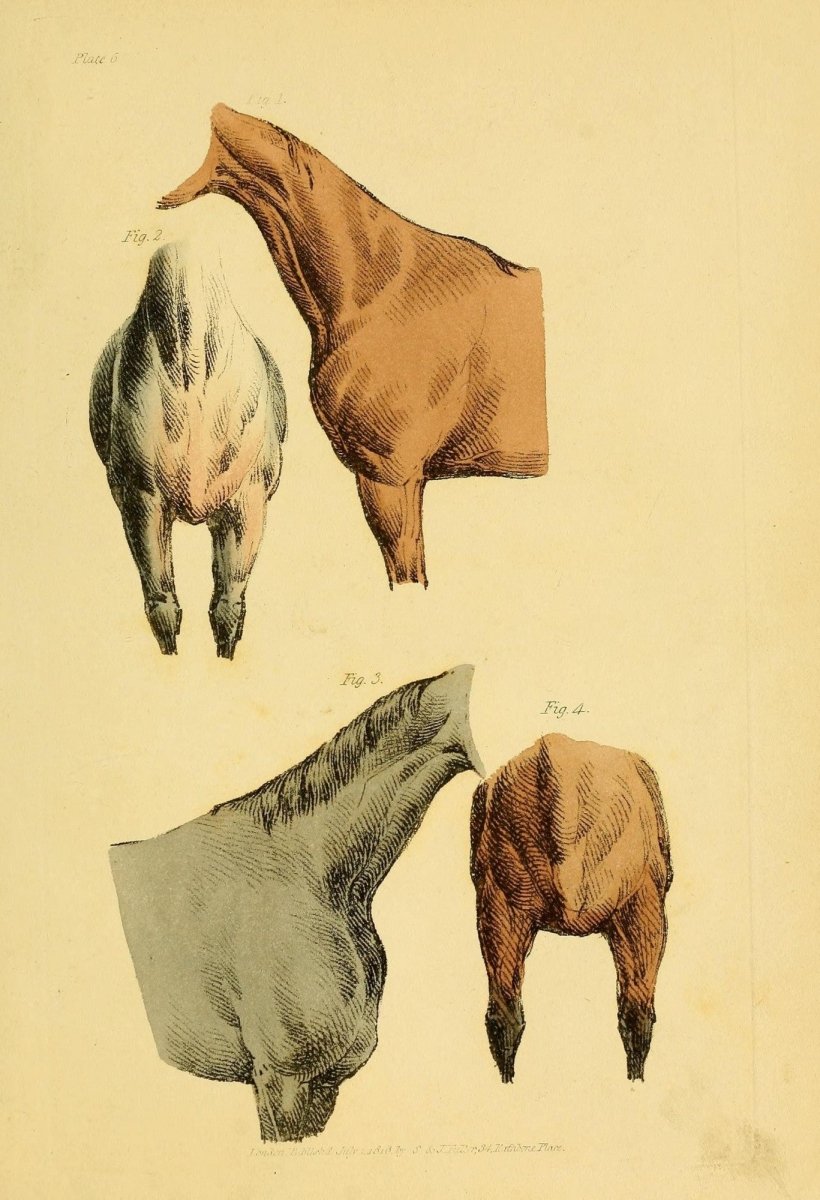 Beauties & Defects in the Horse 1816 - Henry Alken | Dimensions 2002 x 2930 pixels