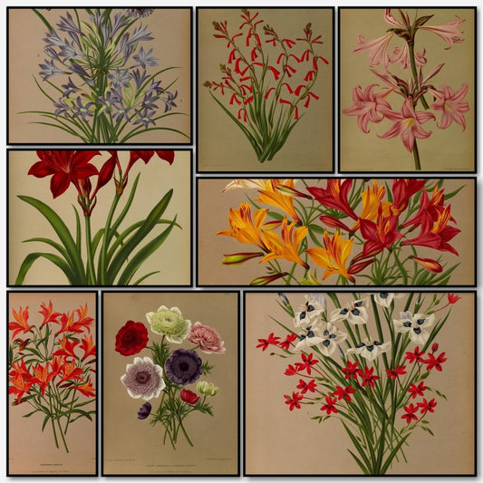 Haarlem's Flora 1872-1881 - Arentine H Arendsen - 120 images | A snapshot of some of the images