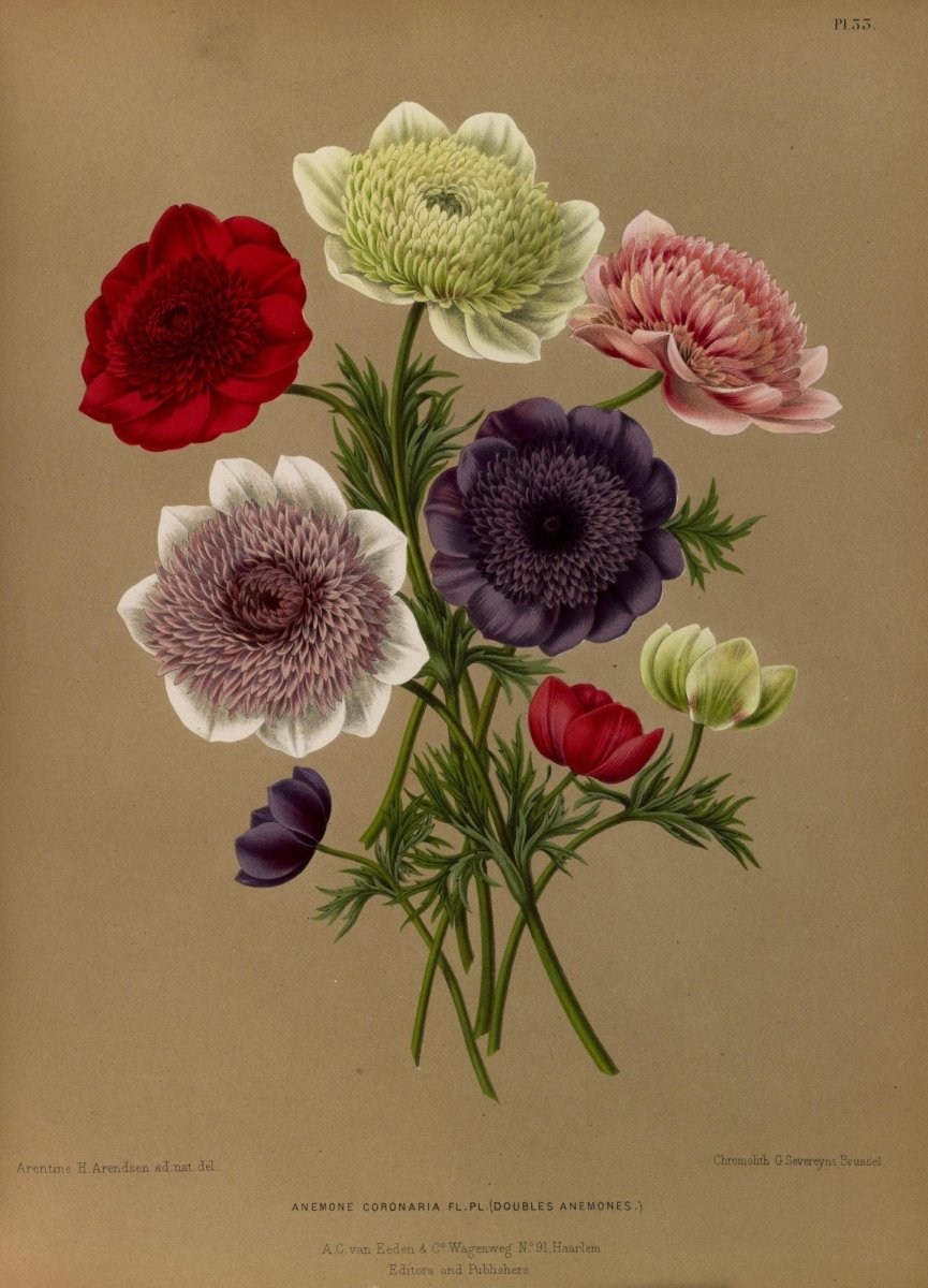 Haarlem's Flora 1872-1881 - Arentine H Arendsen - 120 images | Dimensions 5236 x 7263 pixels