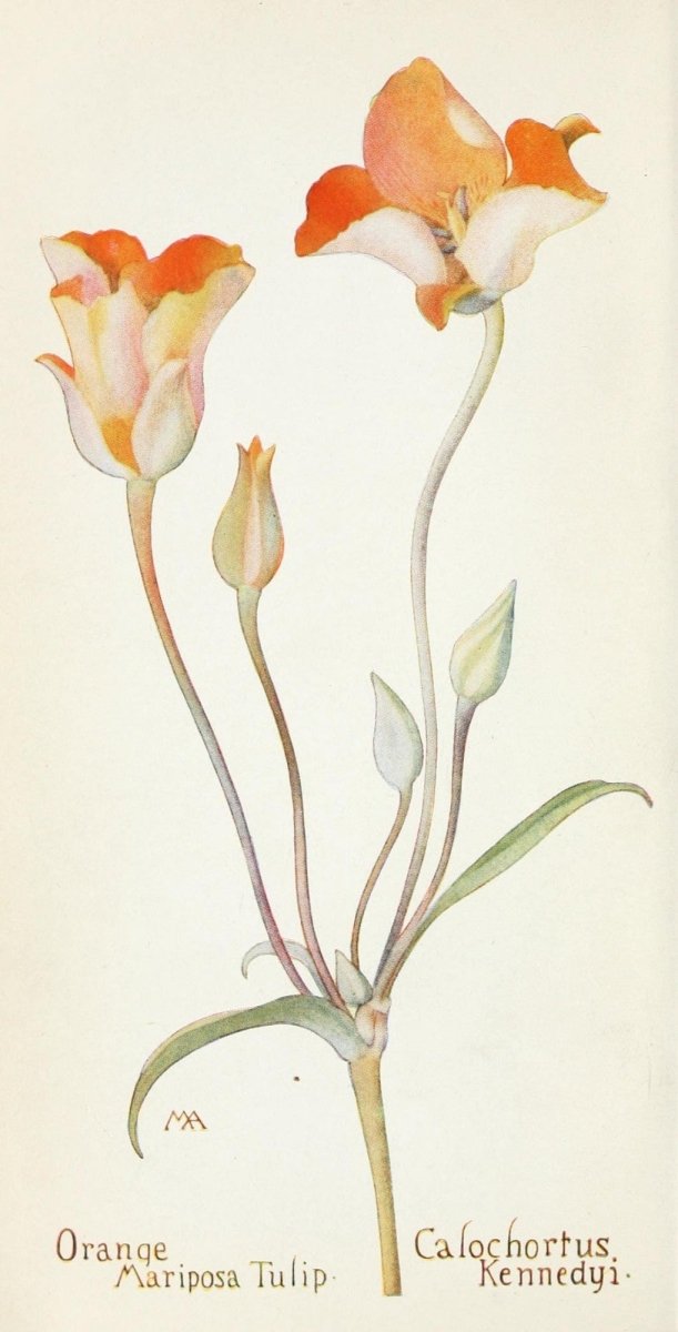 Field Book of Western Wild Flowers 1915 - Margaret Armstrong | Dimensions 1538 x 3018 pixels