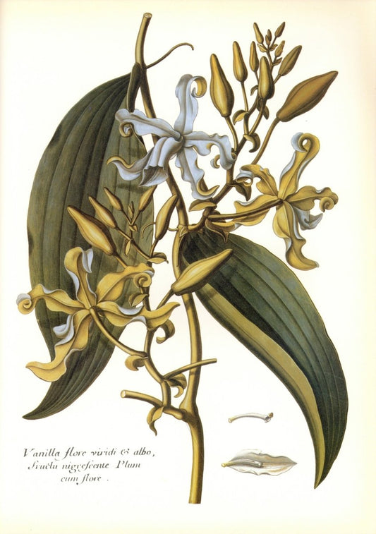 Dimensions 6300 x 8952 pixels