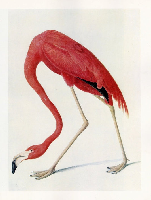 John James Audubon - American Flamingo | Dimensions 5496 x 7248 pixels