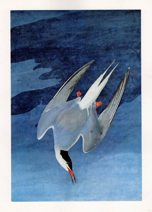 John James Audubon - Birds of America 1844 - Arctic Tern | Dimensions 5232 x 7320 pixels