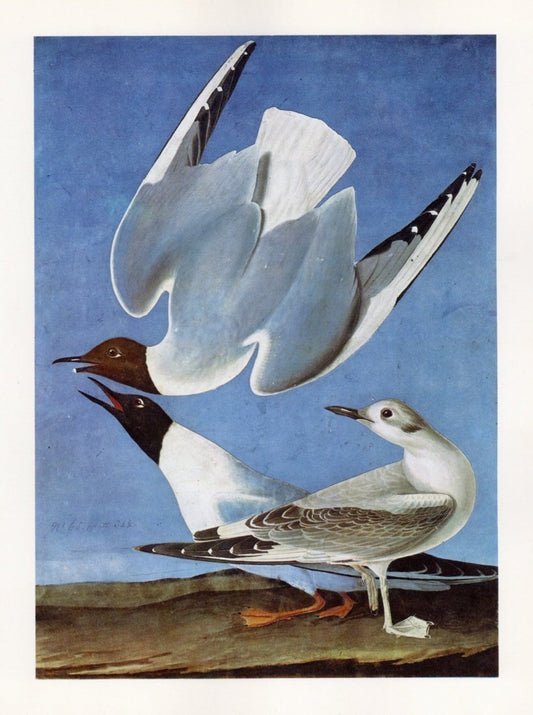 John James Audubon - Birds of America - Bonaparte's Gull | Dimensions 5484 x 7356 pixels
