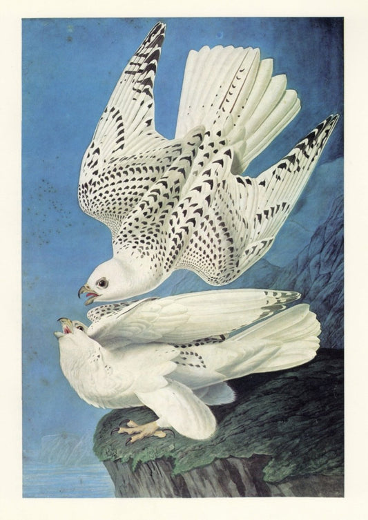 John James Audubon - Birds of America 1844 - Gyr Falcon | Dimensions 5060 x 7150 pixels