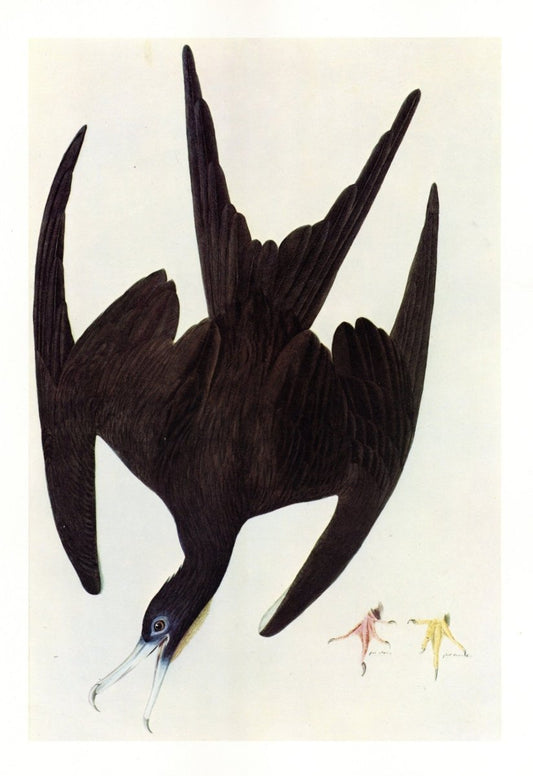 John James Audubon - Magnificent Frigatebird | Dimensions 5004 x 7284 pixels
