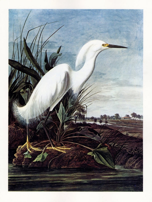 John James Audubon - Snowy Egret | Dimensions 5522 x 7315 pixels