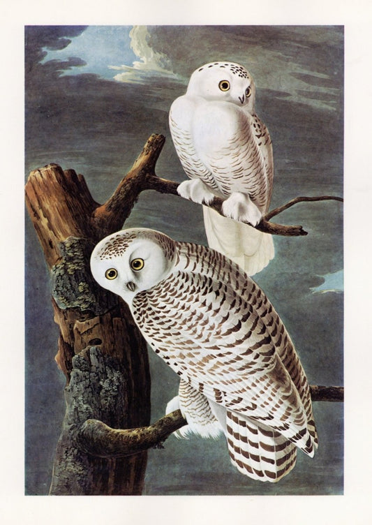 John James Audubon - Snowy Owl | Dimensions 5232 x 7380 pixels