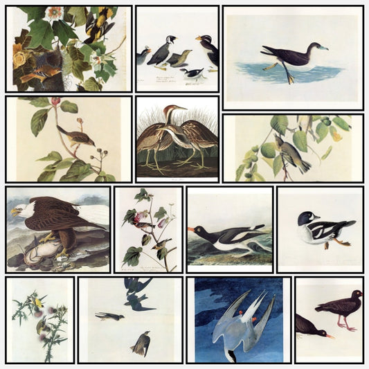 The Quadrupeds of North America 1851 - John J. Audubon | A snapshot of some of the images