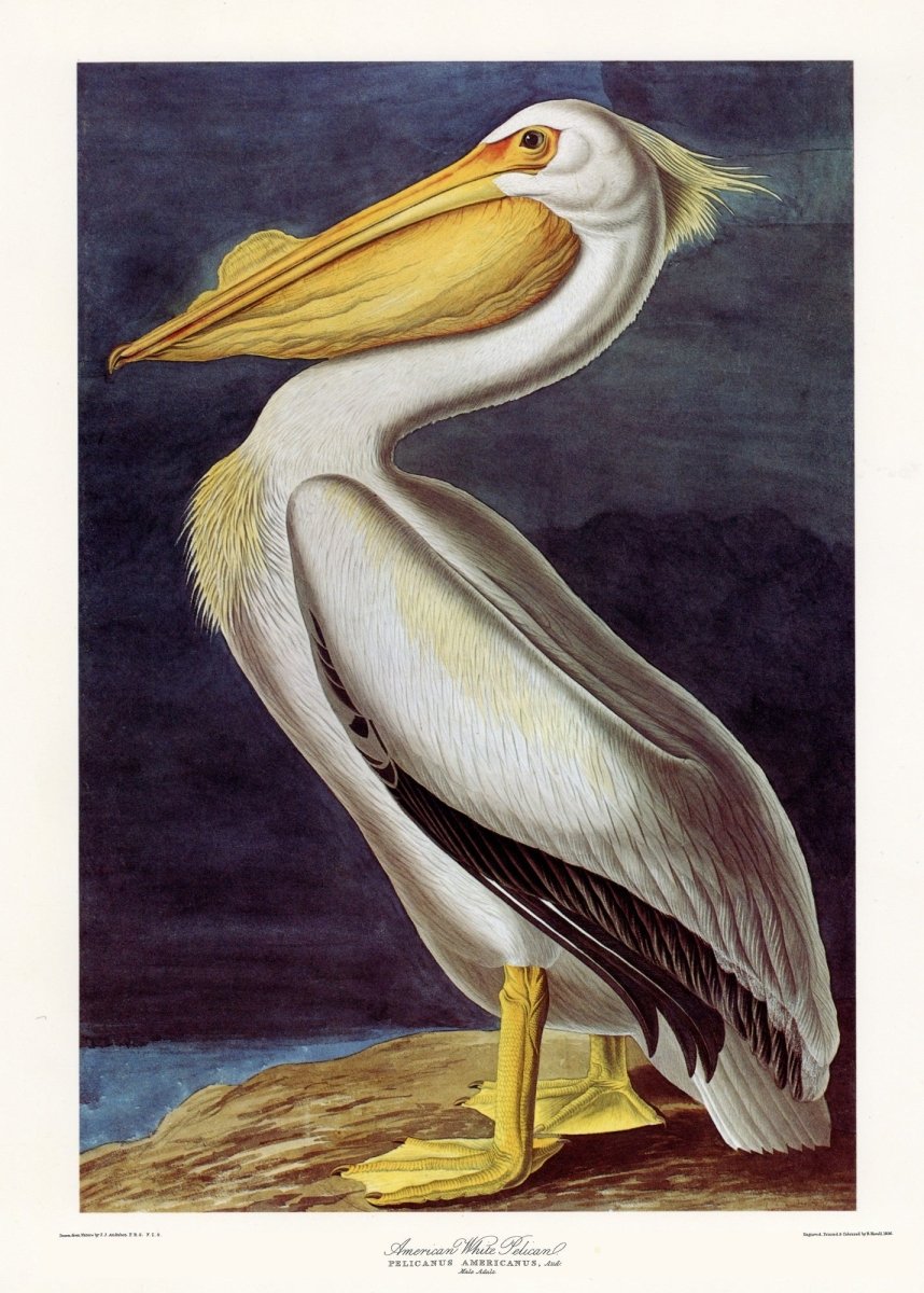 The Quadrupeds of North America 1851 - John J. Audubon | Dimensions 5304 x 7416 pixels