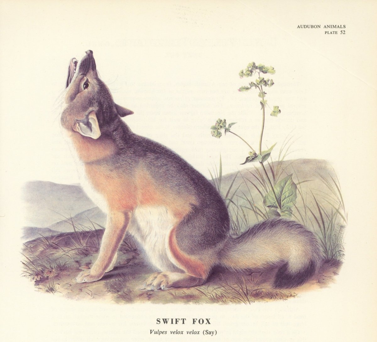 The Quadrupeds of North America 1851 - John J. Audubon | Dimensions 5400 x 4860 pixels