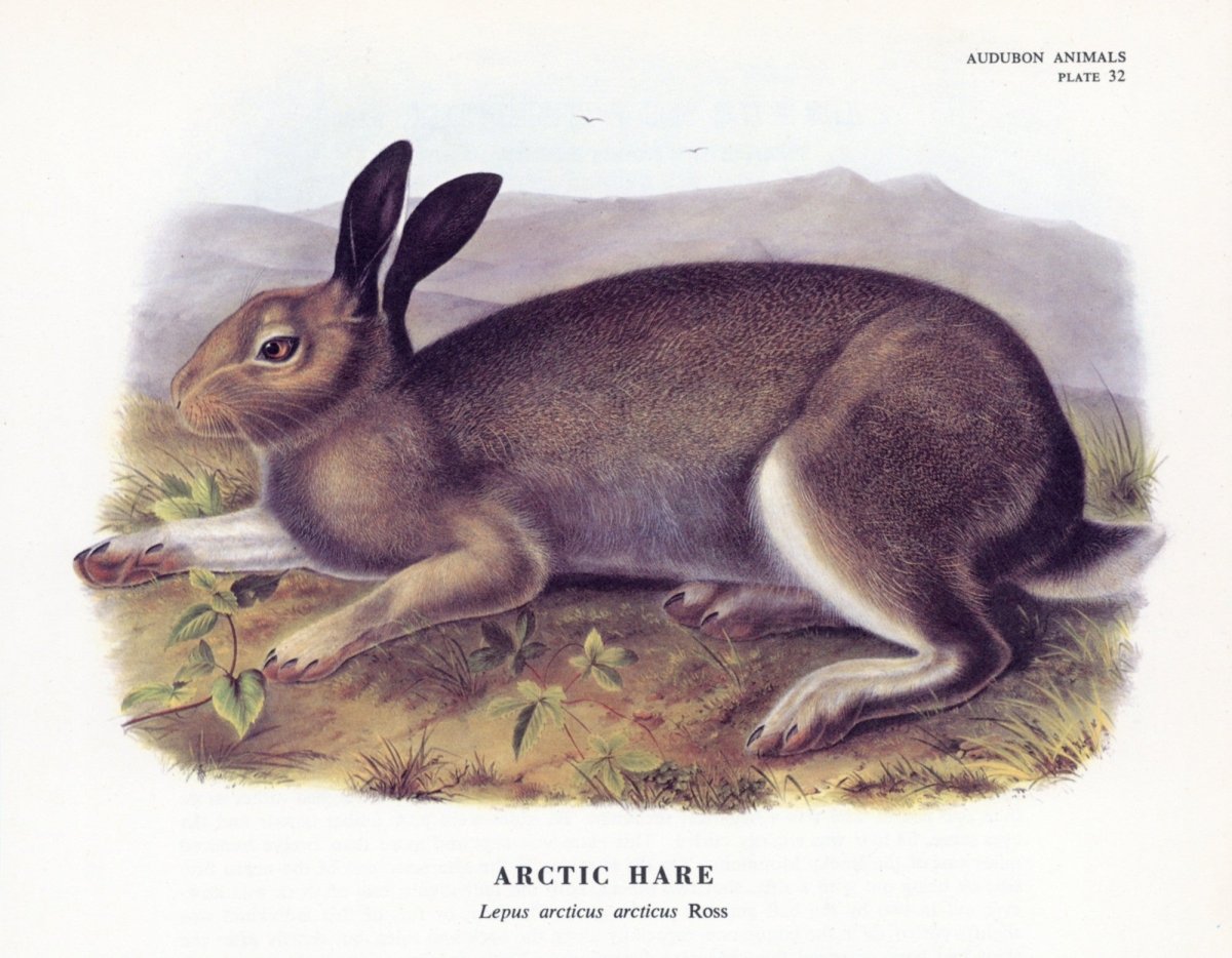 John James Audubon Public Domain Images to Download | Dimensions 5310 x 4130 pixels