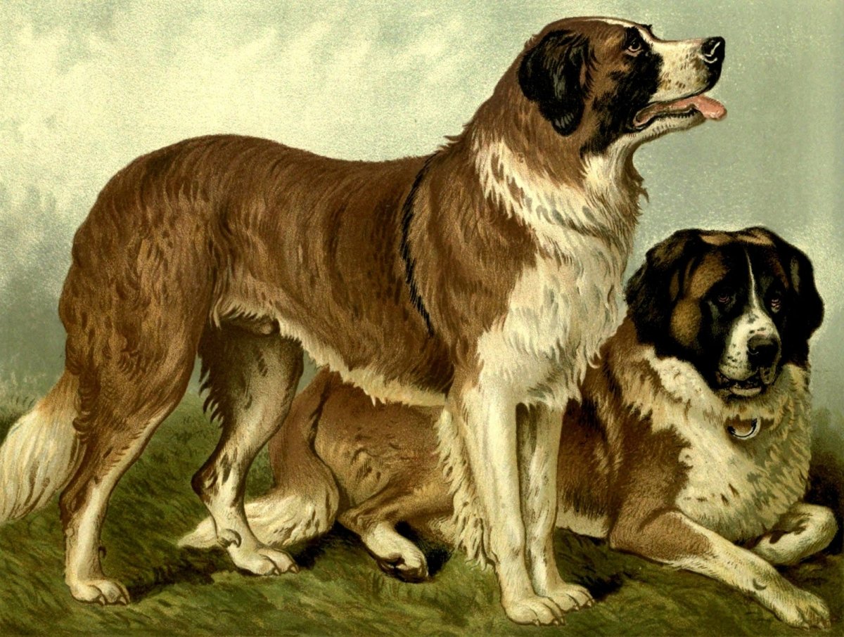 Illustrated Book of the Dog 1881 - Charles B. Barber | Dimensions 2564 x 1936 pixels