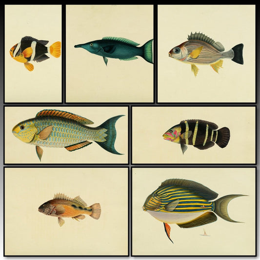 Fishes found on the Coast of Ceylon 1834 - 30 images | A snapshot of some of the images