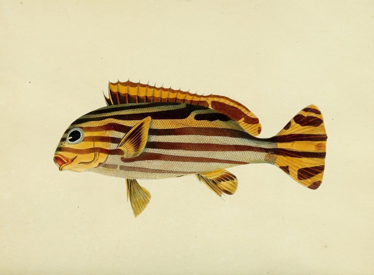 Fishes found on the Coast of Ceylon 1834 - 30 images | Dimensions 3180 x 2340 pixels