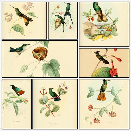 Histoire Naturelle des Oiseaux-Mouches 1874-6 - 120 images | A snapshot of some of the images