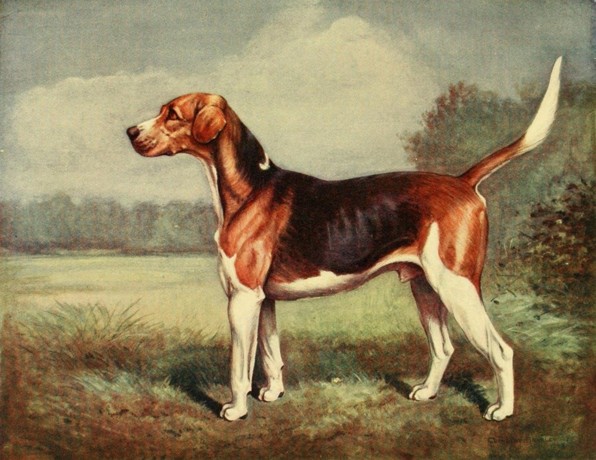 Good Sport seen with some Famous Packs 1910 Cuthbert Bradley | Dimensions 2316 x 1788 pixels