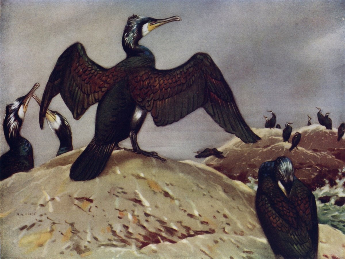 British Birds 1938 - Seaby, Gronvold, G.E. Lodge etc. | Dimensions 4781 x 3591 pixels