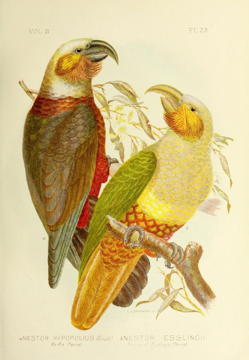 Birds of Australia (1890) - Gracius Broinowski - 303 Images | Dimensions 3278 x 4732 pixels