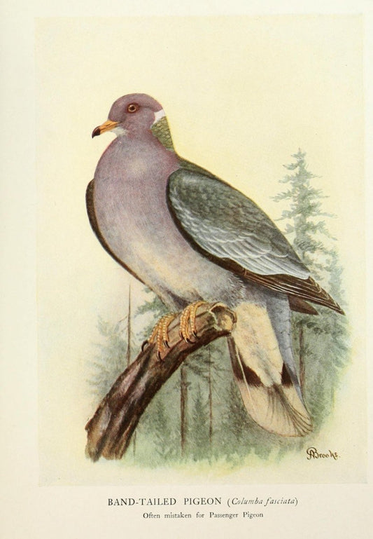 The Passenger Pigeon, 1907 - Brooks, Fuertes - 3 images | Dimensions 2048 x 2953 pixels