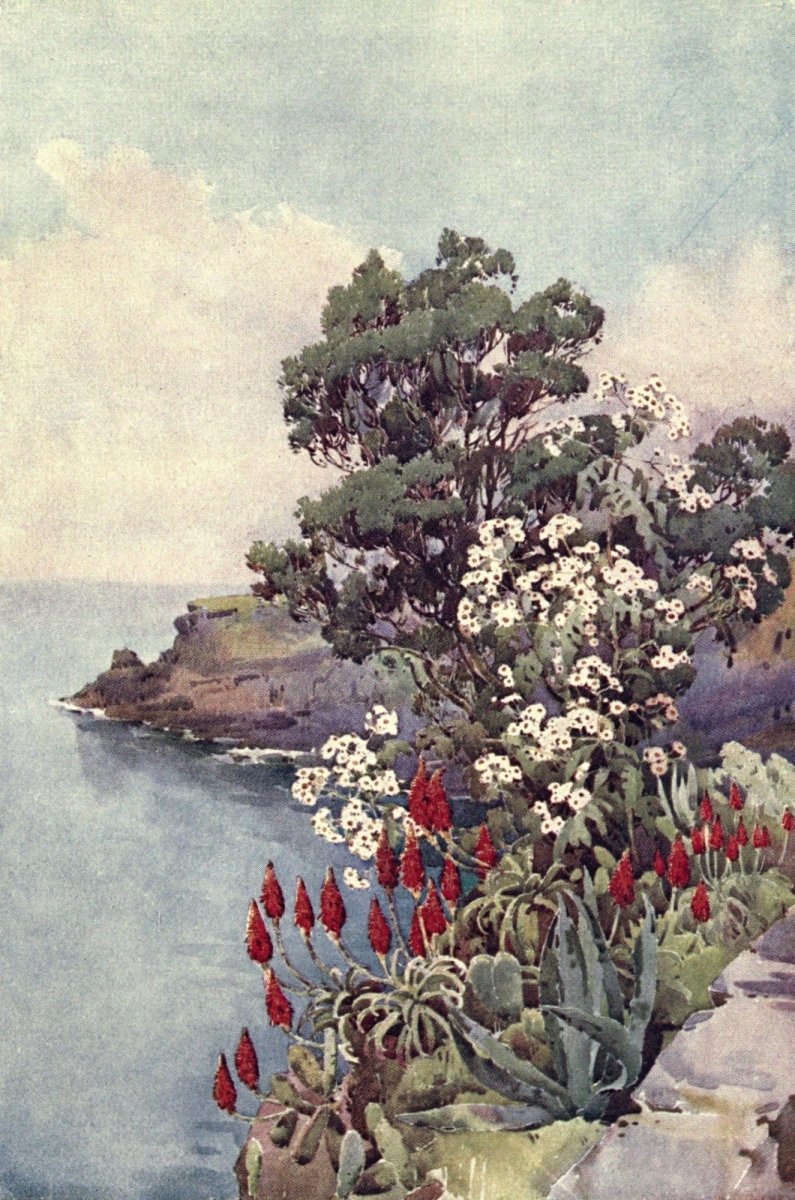 The Flowers & Gardens of Madeira 1909 - Ella Du Cane | Dimensions 1908 x 2880 pixels