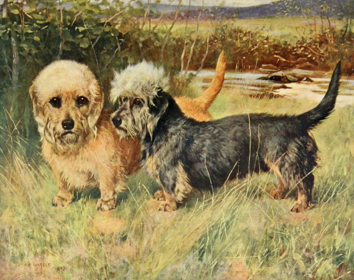 The New Book of the Dog 1911 - Maud Earl, Lilian Cheviot | Dimensions 2040 x 1614 pixels