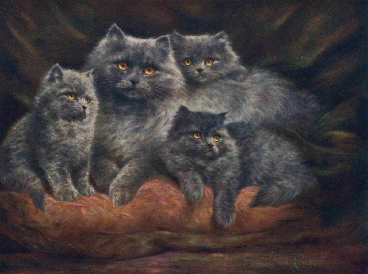 Lilian Cheviot - Silver Persian Cats | Dimensions 4825 x 3600 pixels
