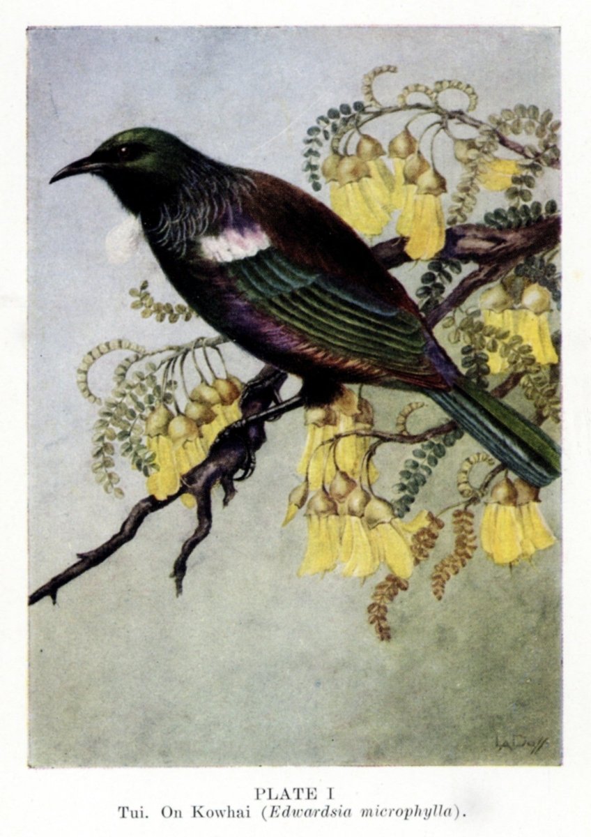 New Zealand Birds 1925 - Lily Daff (1885-1945) | Dimensions 2330 x 3295 pixels