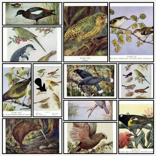 New Zealand Birds 1925 - Lily Daff (1885-1945) | A snapshot of some of the images