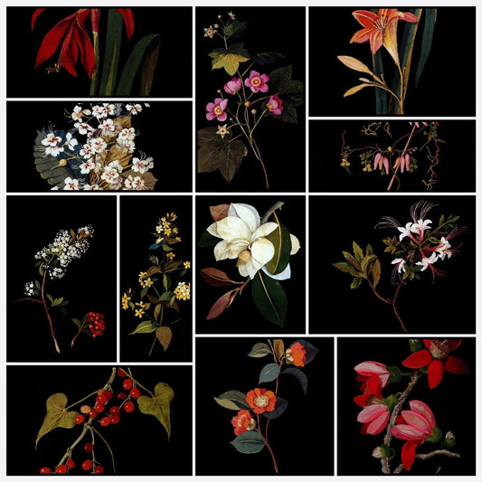 Mary Delany Artwork in the Public Domain | A snapshot of some of the images