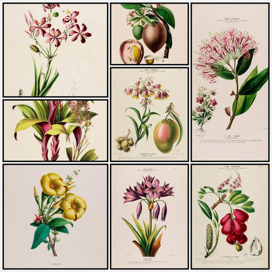 Flore d'Amérique 1843 - Étienne Denisse - 200 images | A snapshot of some of the images