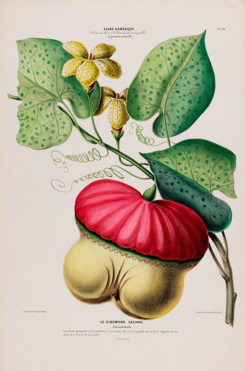 Flore d'Amérique 1843 - Étienne Denisse - 200 images | Dimensions 4224 x 6390 pixels