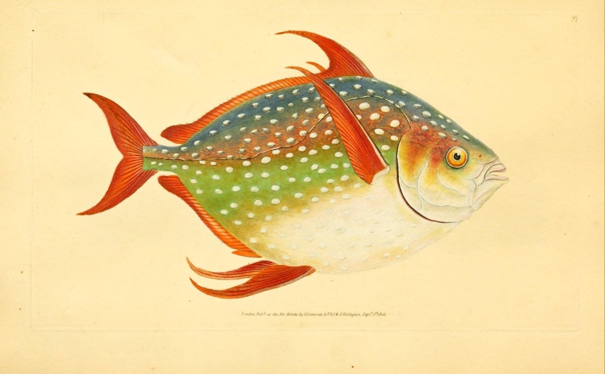 Natural History of British Fishes 1802-08 - Edward Donovan | Dimensions 3496 x 2158 pixels