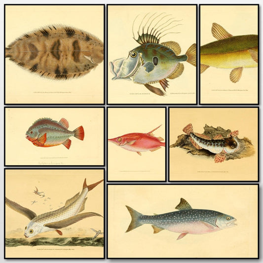 Natural History of British Fishes 1802-08 - Edward Donovan | A snapshot of some of the images