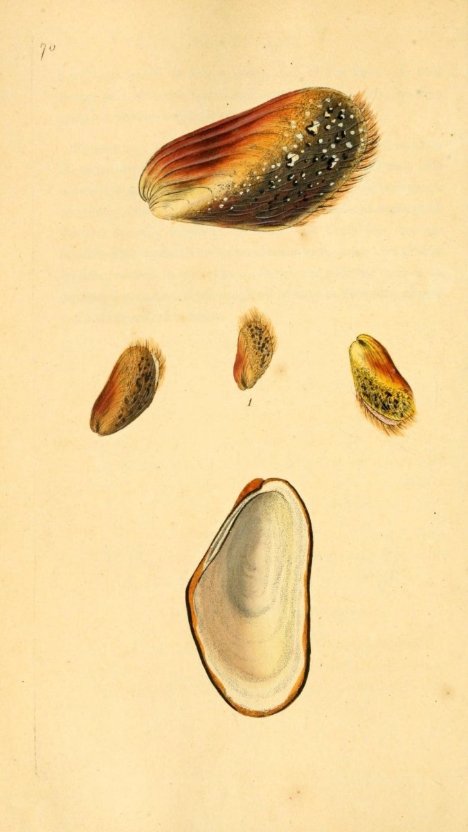 Natural History of British Shells V2 1804 - Edward Donovan | Dimensions 1961 x 3483 pixels