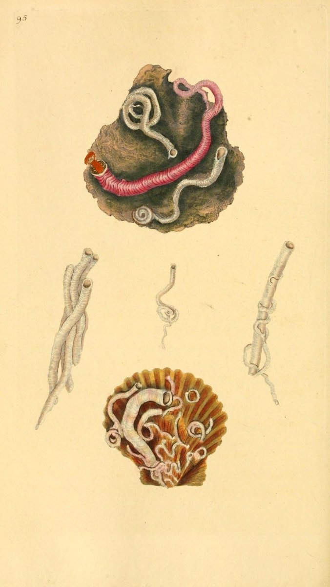 Natural History of British Shells V3 1804 - Edward Donovan | Dimensions 1961 x 3483 pixels