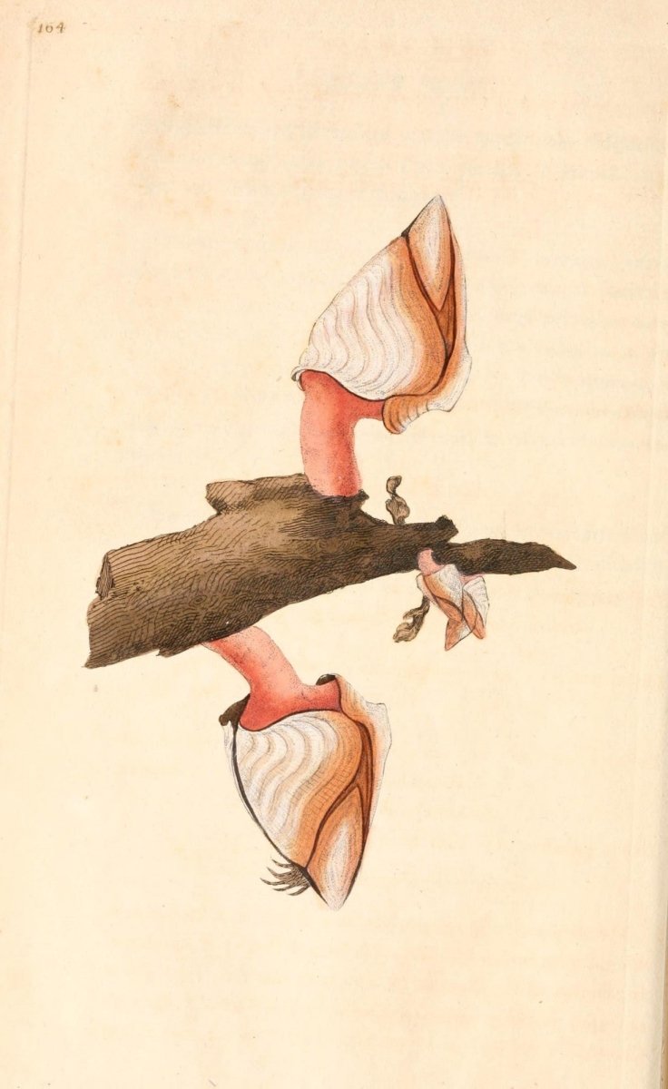 Natural History of British Shells V5 1804 - Edward Donovan | Dimensions 1924 x 3136 pixels