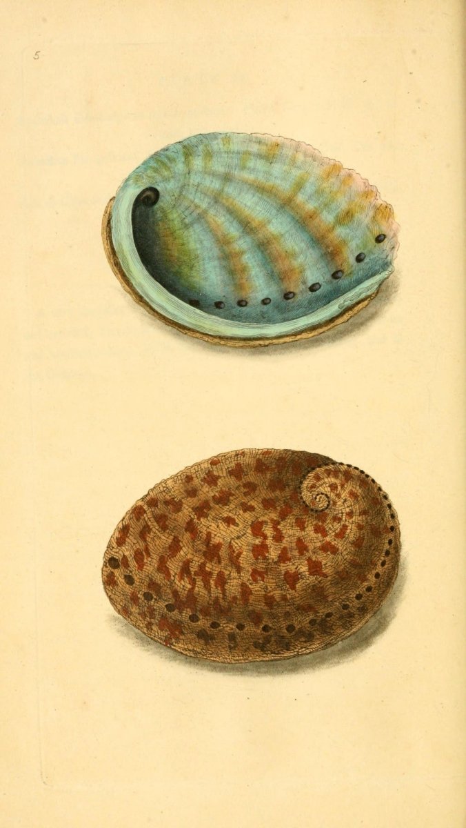 Natural History of British Shells V1 1804 - Edward Donovan | Dimensions 1961 x 3483 pixels