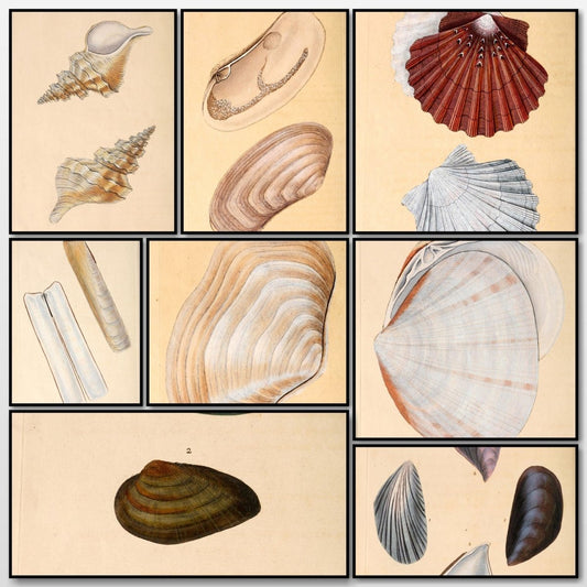 Natural History of British Shells V4 1804 - Edward Donovan | A snapshot of some of the images