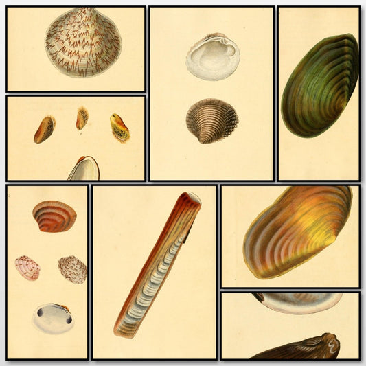 Natural History of British Shells V2 1804 - Edward Donovan | A snapshot of some of the images