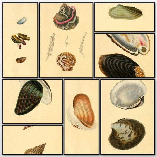 Natural History of British Shells V3 1804 - Edward Donovan | A snapshot of some of the images