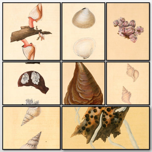 Natural History of British Shells V5 1804 - Edward Donovan | A snapshot of some of the images