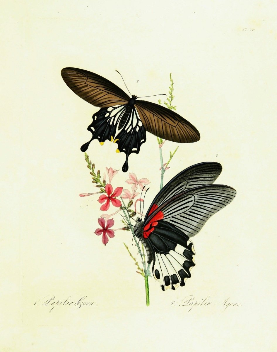 Natural History of the Insects of China - Edward Donovan | Dimensions 2468 x 3132 pixels