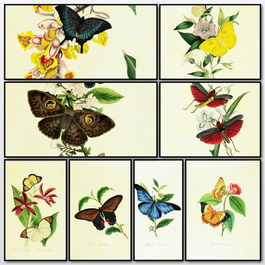 Natural History of the Insects of China - Edward Donovan | A snapshot of some of the images