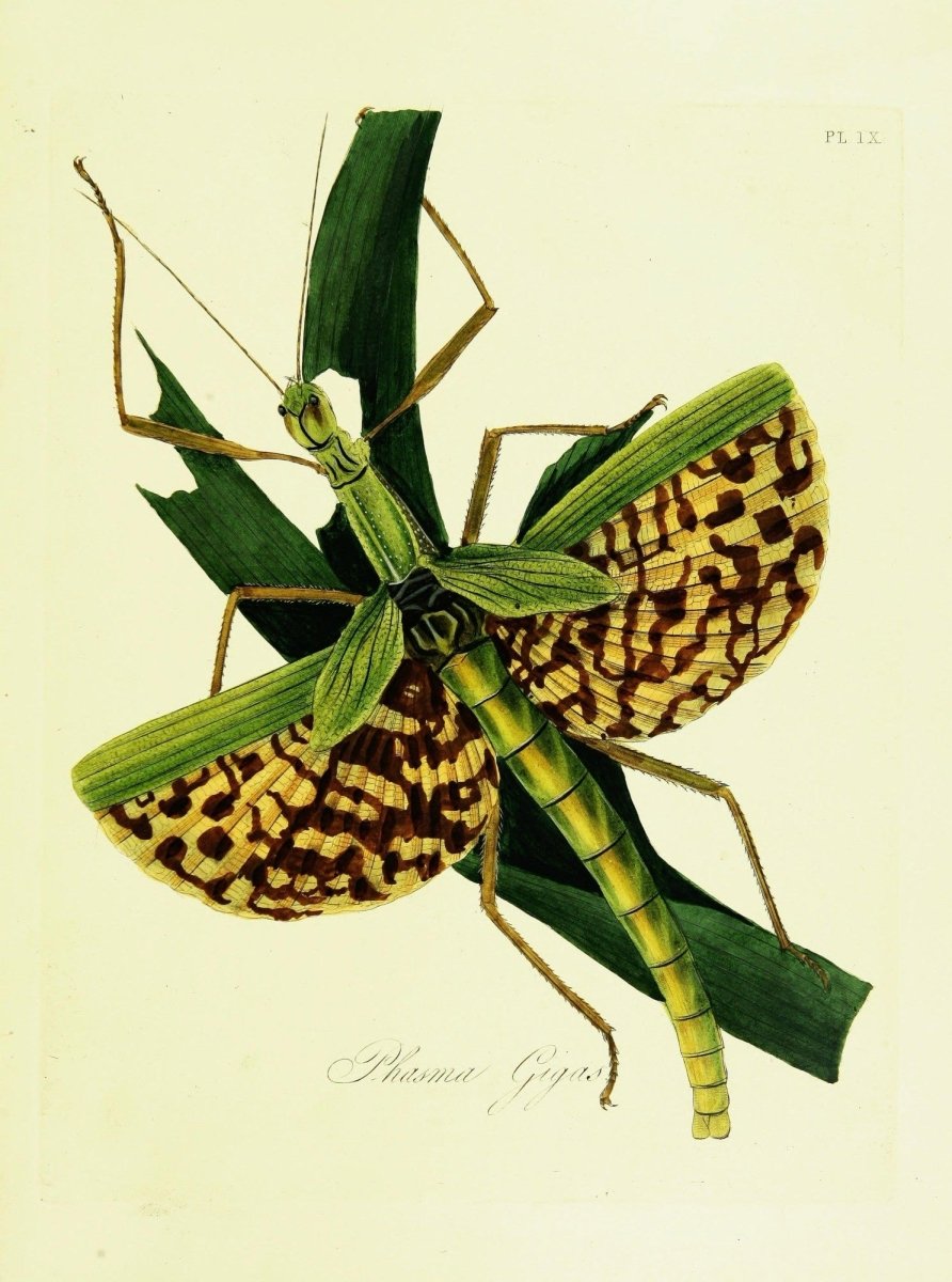 Natural History of the Insects of India 1800 Edward Donovan | Dimensions 2369 x 3187 pixels