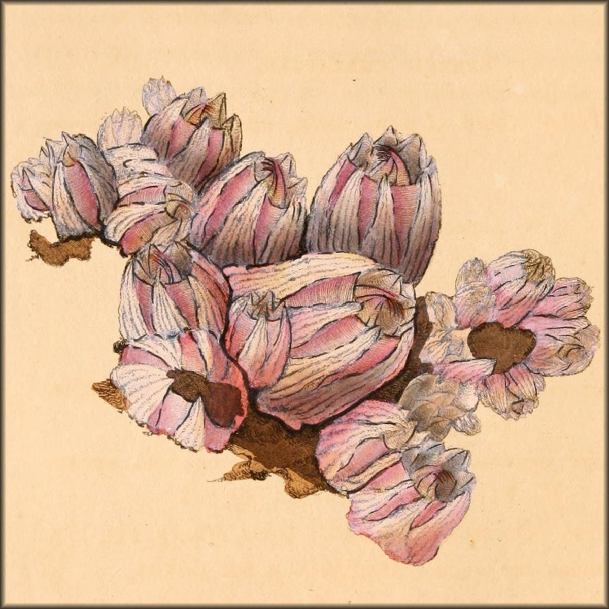 Edward Donovan Public Domain Images to Download | The Natural History of British Shells v.5 (1804) - 36 images