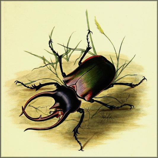 Edward Donovan Public Domain Images to Download | Natural History of the Insects of India (1800) - 58 images