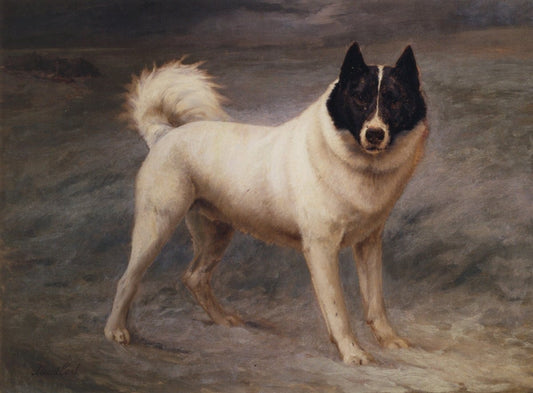 Maud Earl - Luska, a Siberian Dog 1908 | Dimensions 4542 x 3348 pixels